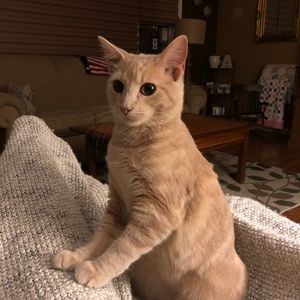 Meet your Posher, Peggy